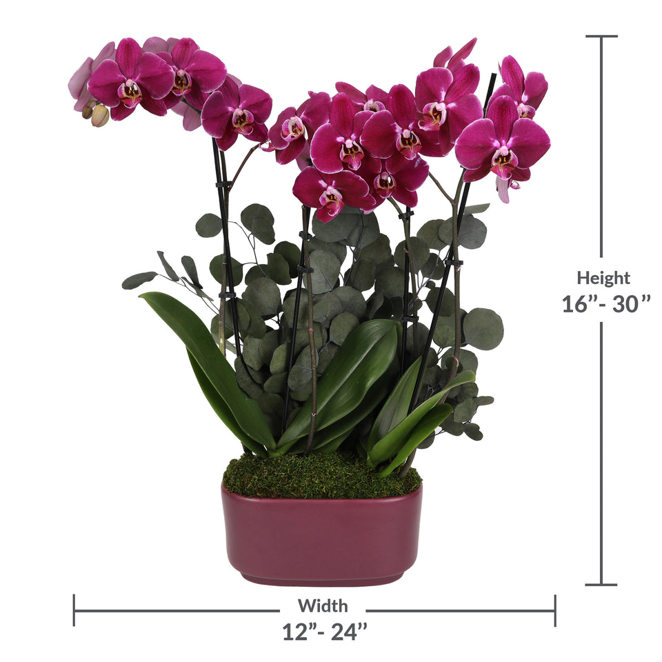 LUXE Premium Purple Orchid in Purple Ceramic