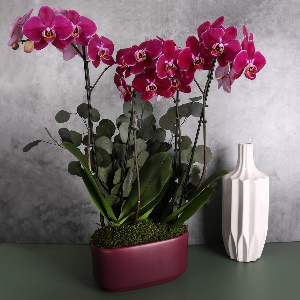 LUXE Premium Purple Orchid in Purple Ceramic