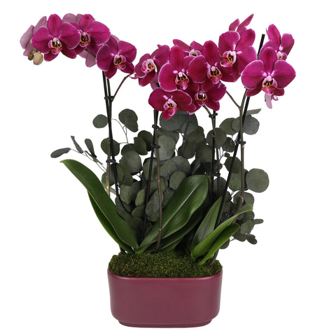 LUXE Premium Purple Orchid in Purple Ceramic