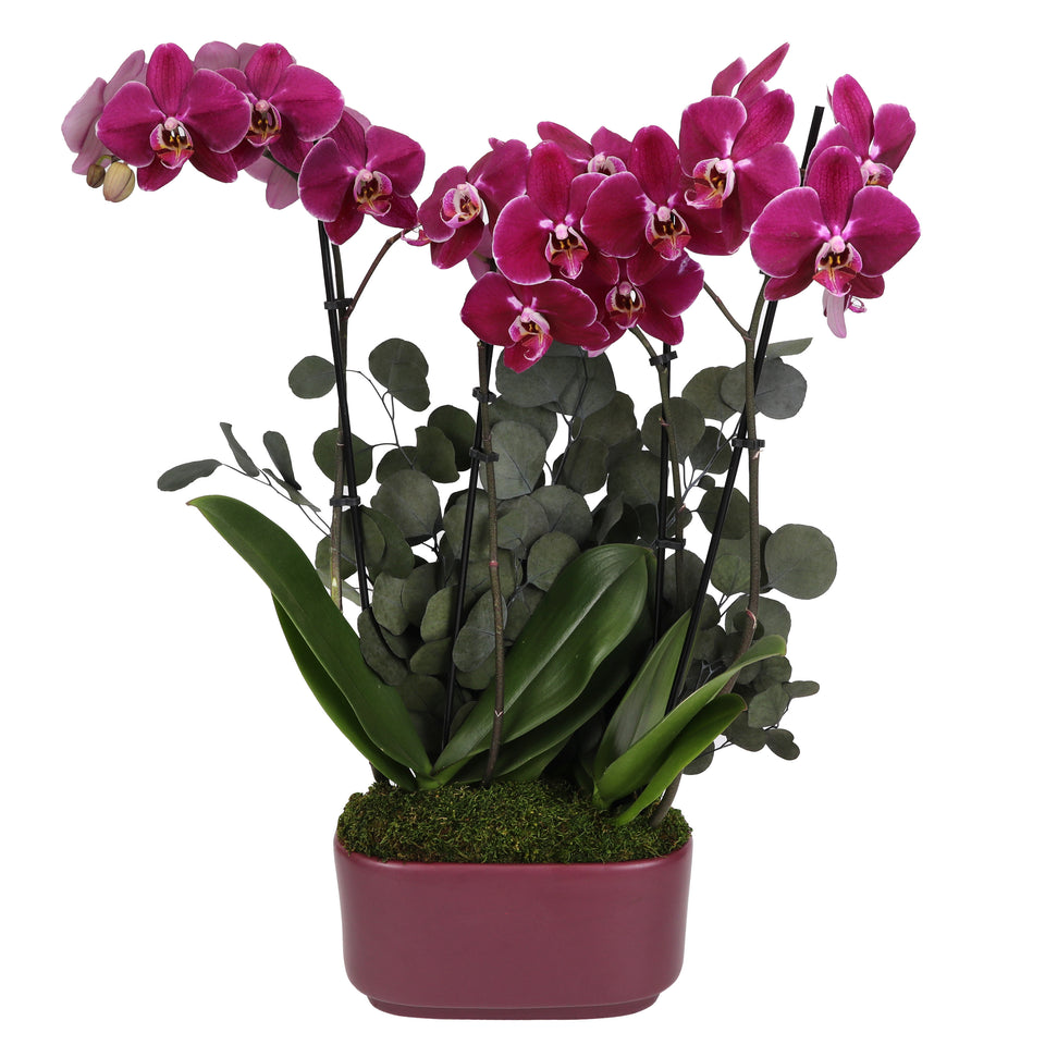 LUXE Premium Purple Orchid in Purple Ceramic