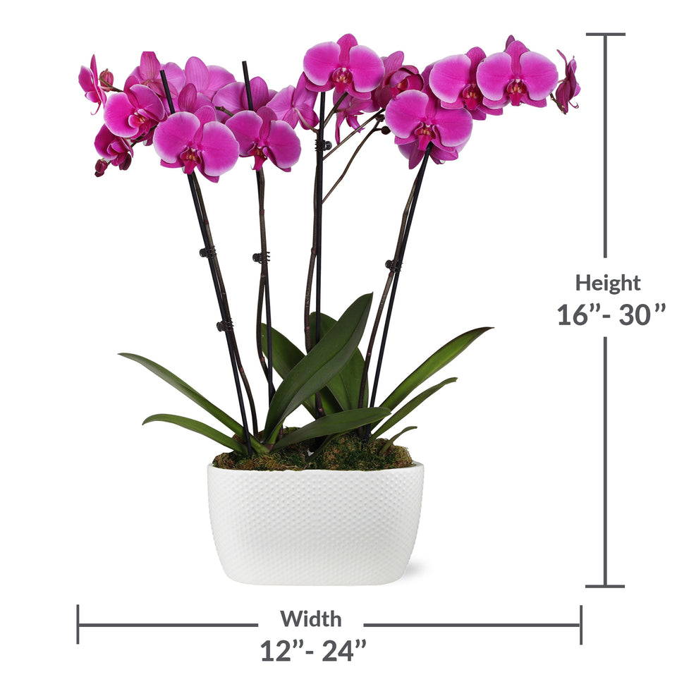 Premium Magenta Orchid in White Dotted Planter