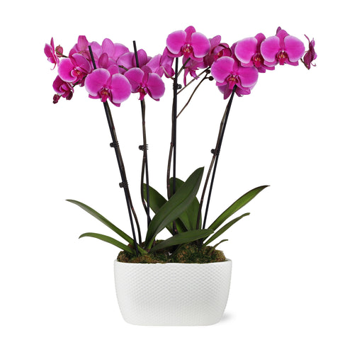 Premium Magenta Orchid in White Dotted Planter