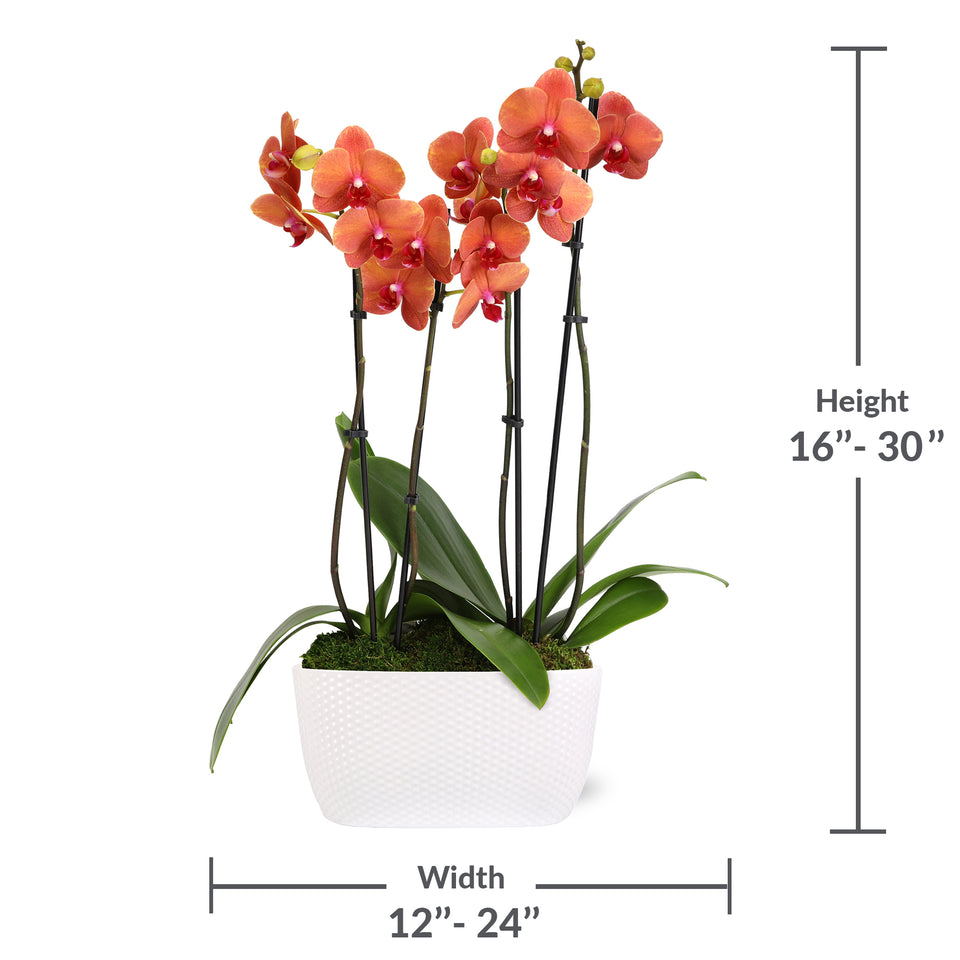 Premium Salmon Orchid in White Dotted Planter