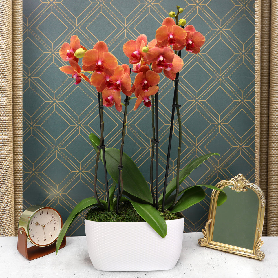 Premium Salmon Orchid in White Dotted Planter