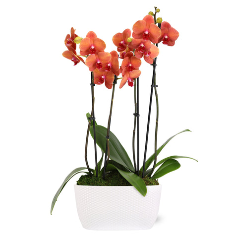 Premium Salmon Orchid in White Dotted Planter