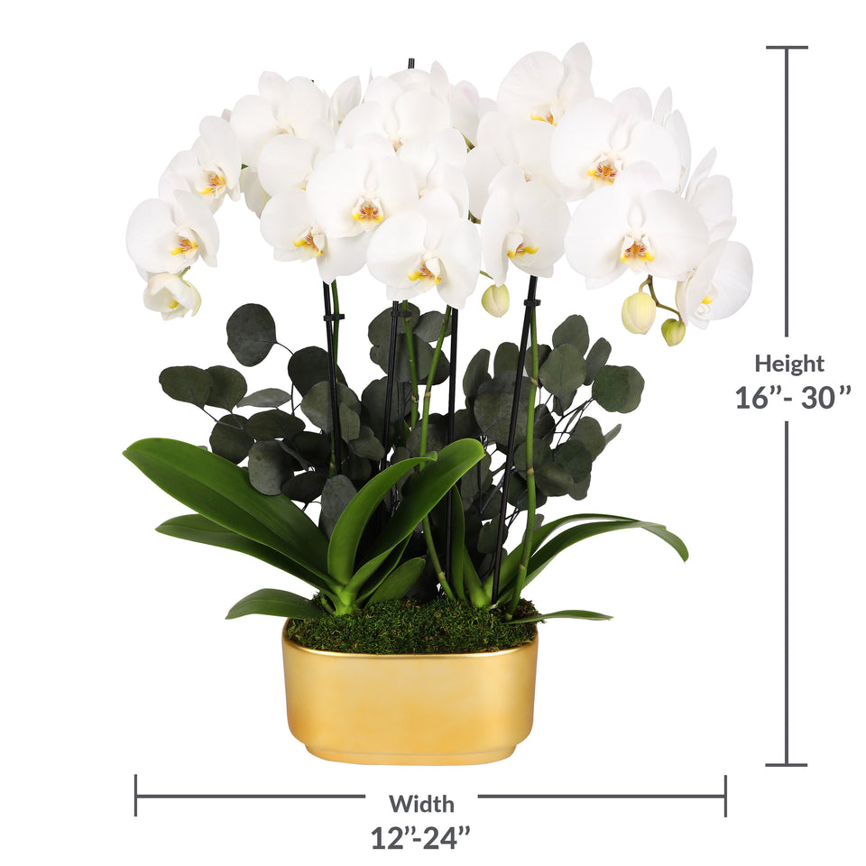 LUXE Premium White Orchid Planter in Gold Ceramic