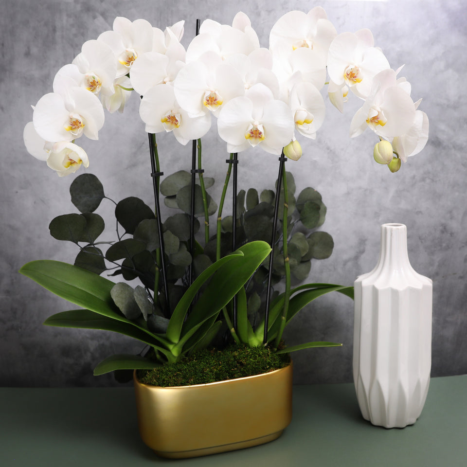 LUXE Premium White Orchid Planter in Gold Ceramic