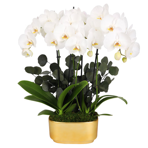 LUXE Premium White Orchid Planter in Gold Ceramic