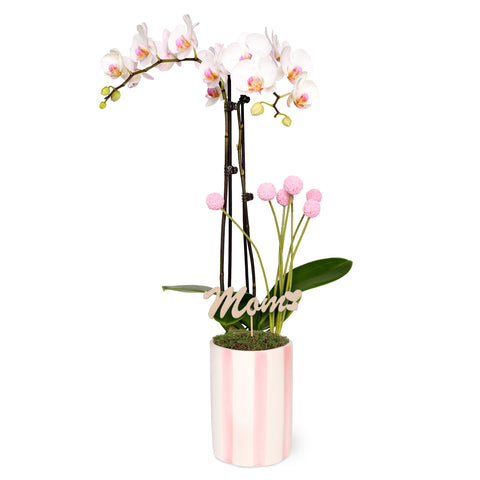Blush Pink Old Hollywood Style Premium Orchid with Mom Pick