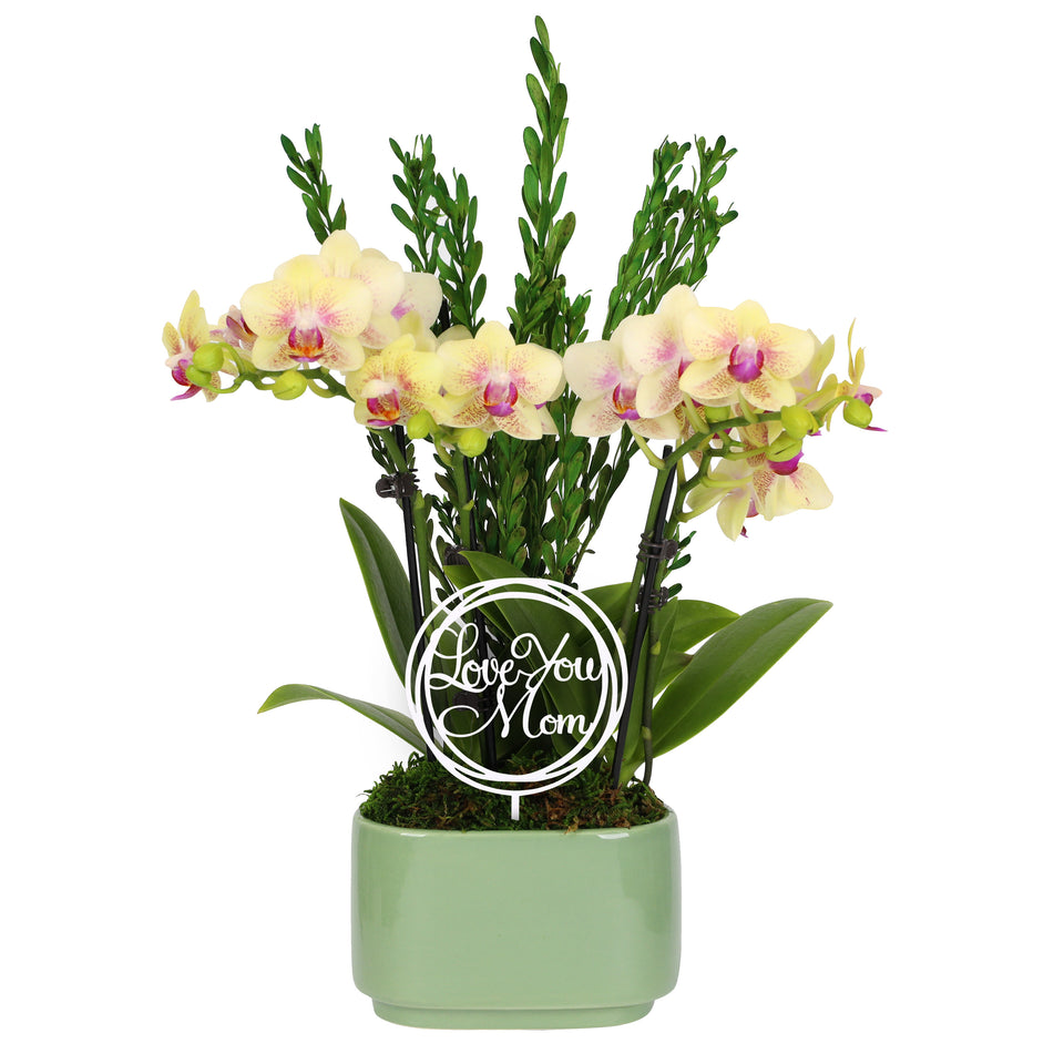 Elevated Mini Yellow Orchid Planter with Love You Mom Pick