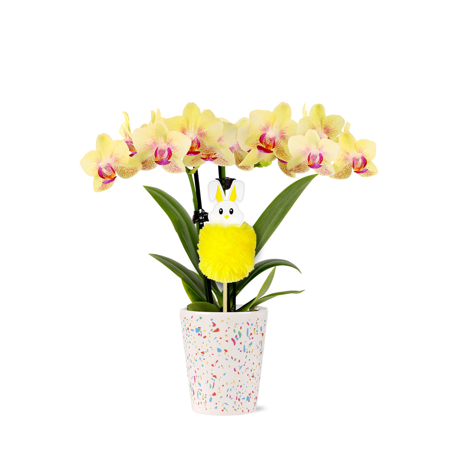 Mini Yellow Orchid with Fluffy Bunny Pick
