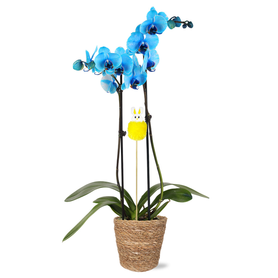 Premium Blue Watercolor Orchid with Fluffy Bunny Pick