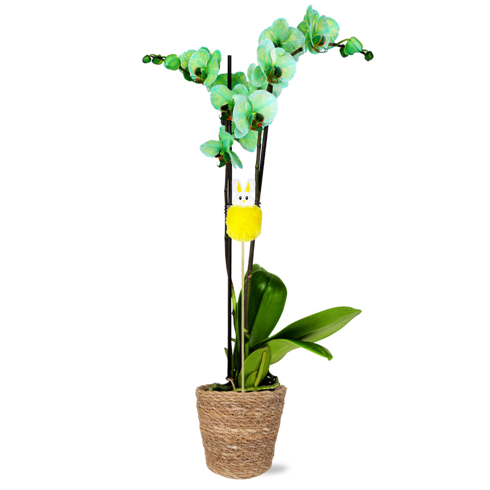 Premium Green Watercolor Orchid with Fluffy Bunny Pick
