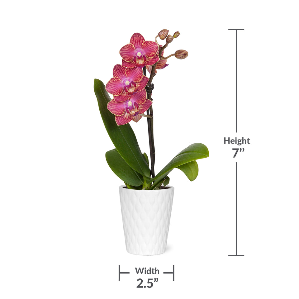 Mini Red Orchid in White Pot