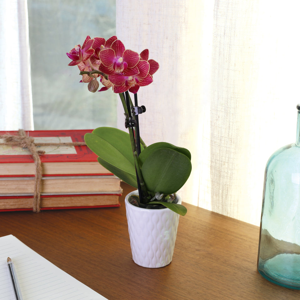 Mini Red Orchid in White Pot