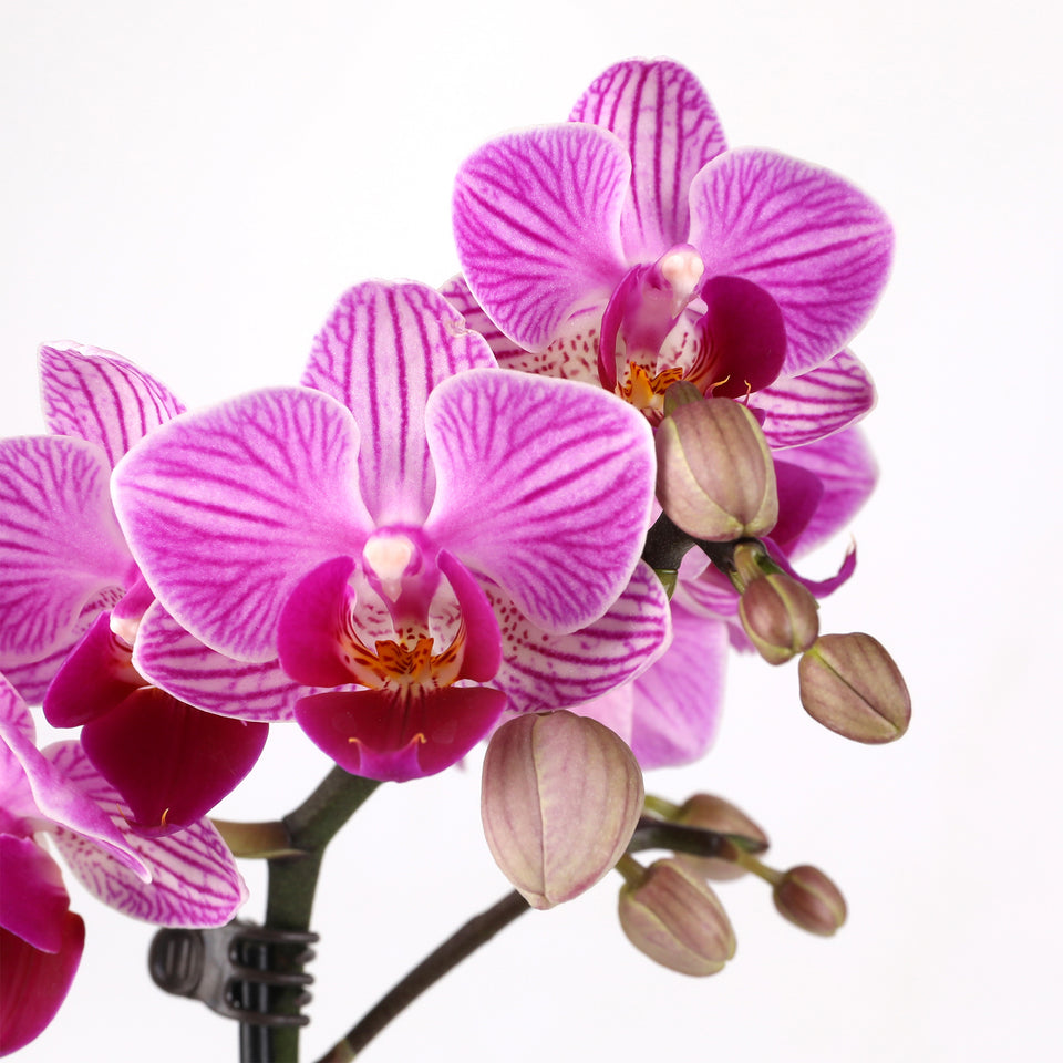 Elevated Mini Pink Orchid Planter with Love You Mom Pick