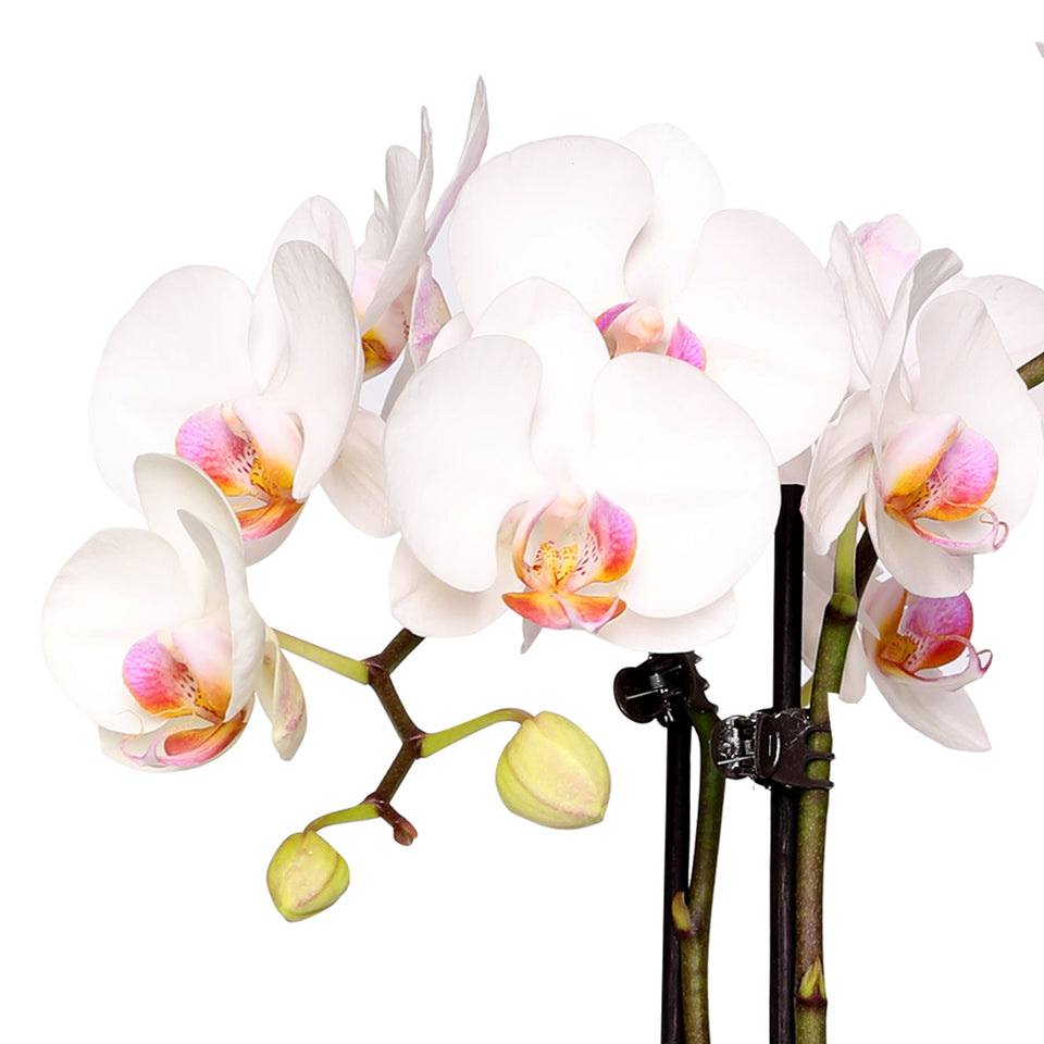 Blush Pink Old Hollywood Style Premium Orchid with Mom Pick