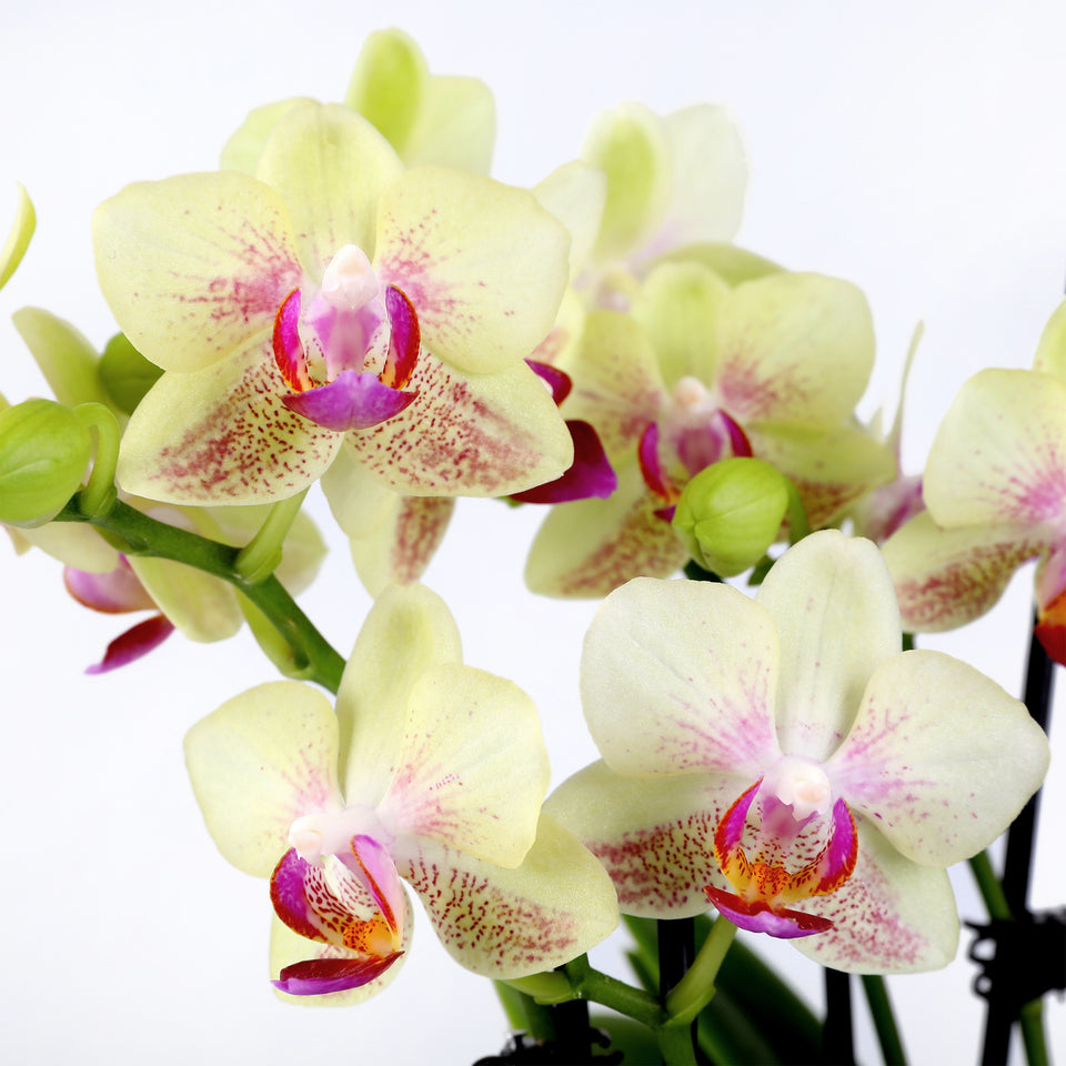 Elevated Mini Yellow Orchid Planter with Love You Mom Pick
