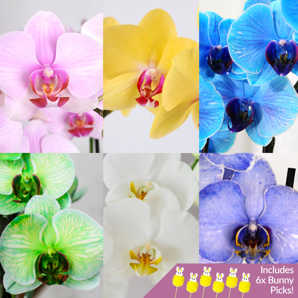Easter Décor Party Pack Premium Orchids with Fluffy Bunny Picks (6 PACK)