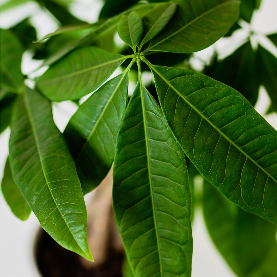 5IN Champ Money Tree (Golf Ball Planter)