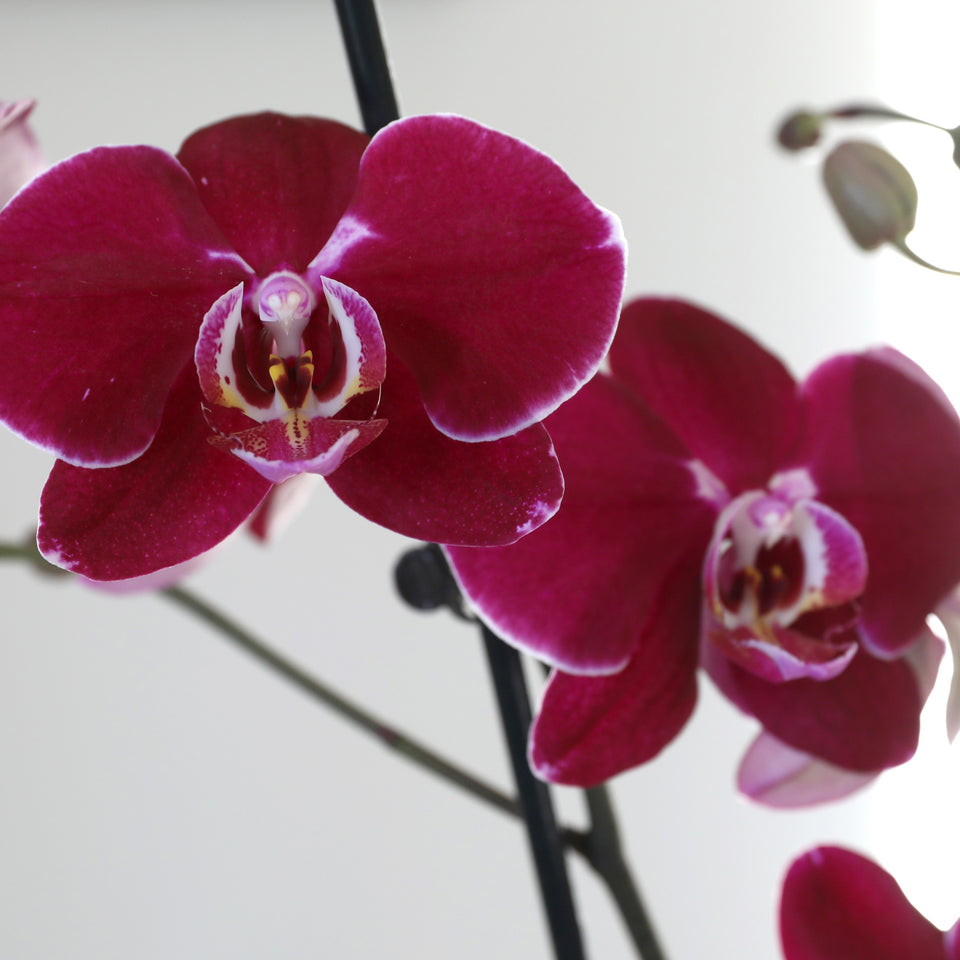 LUXE Premium Purple Orchid in Purple Ceramic