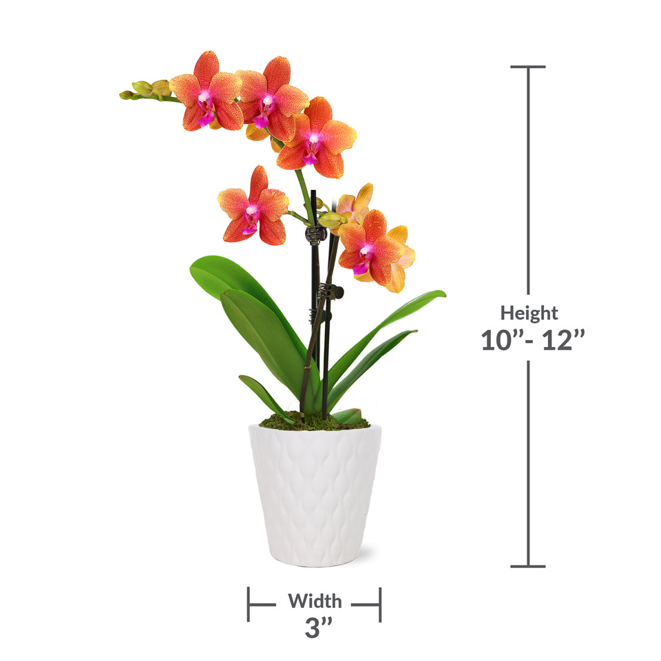 Petite Salmon Orchid in White Pot