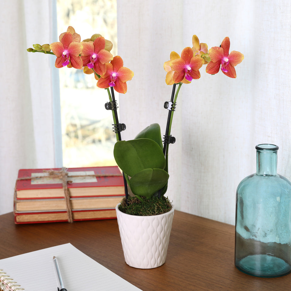 Petite Salmon Orchid in White Pot