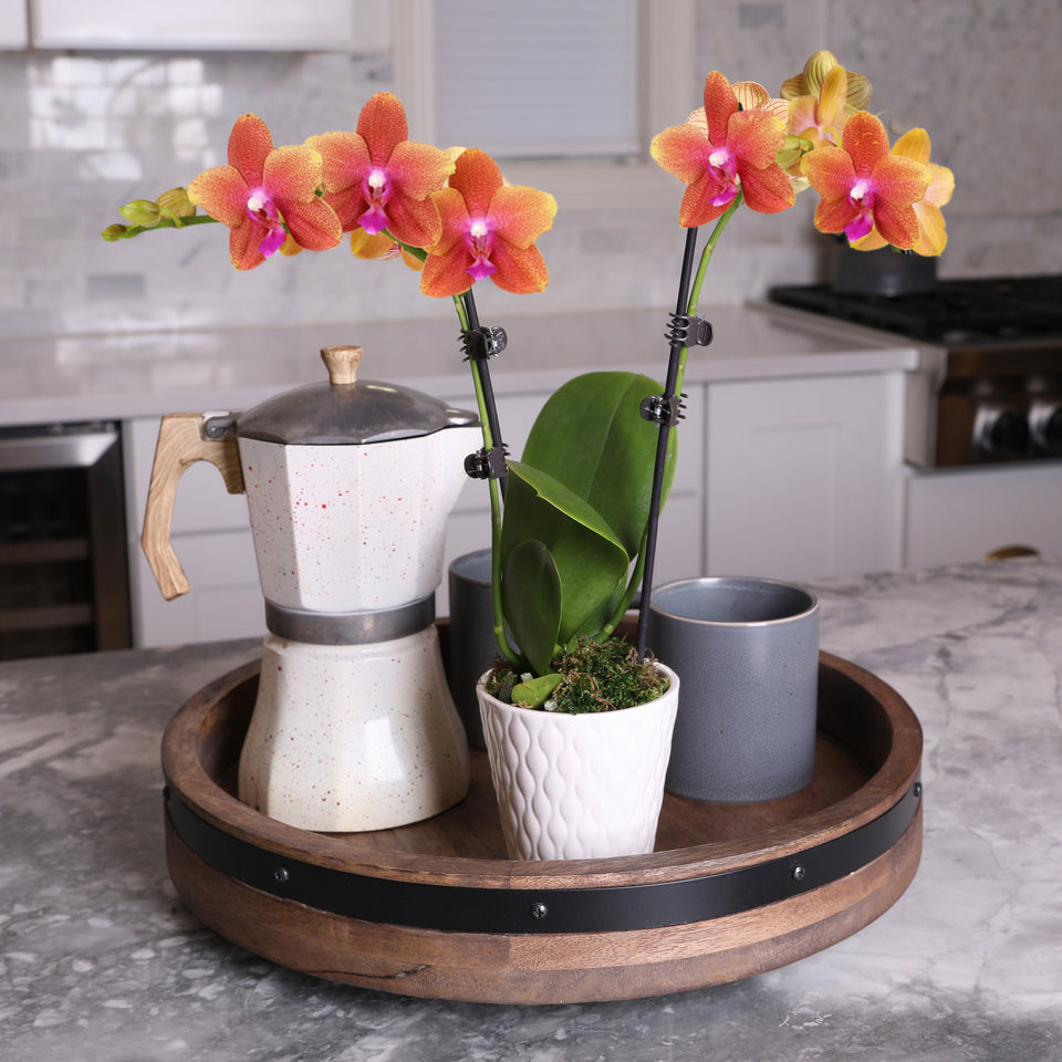 Petite Salmon Orchid in White Pot
