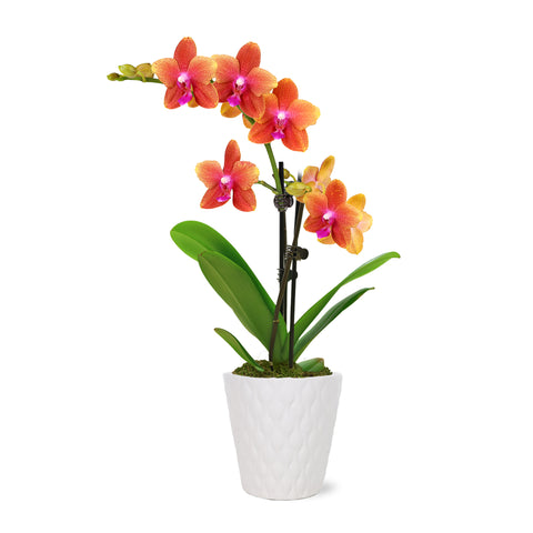 Petite Salmon Orchid in White Pot