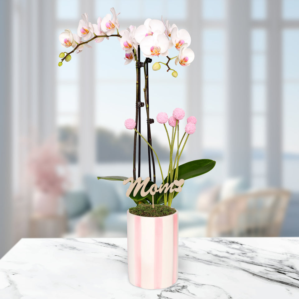 Blush Pink Old Hollywood Style Premium Orchid with Mom Pick