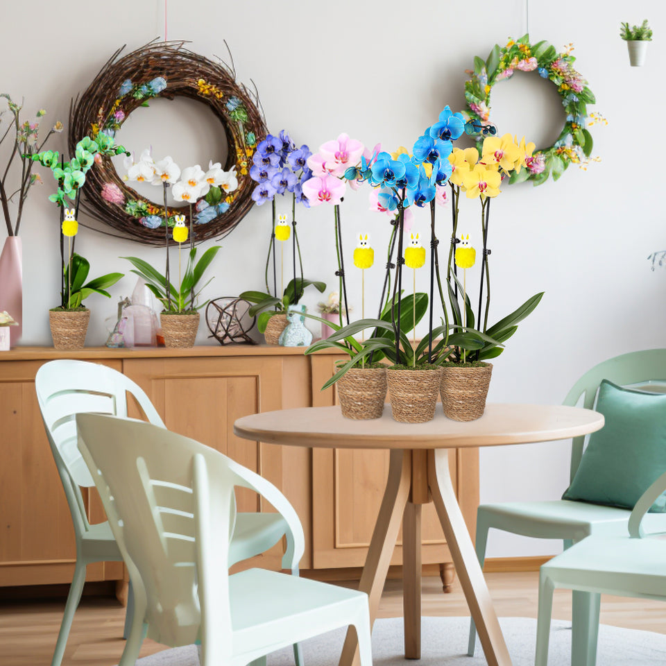 Easter Décor Party Pack Premium Orchids with Fluffy Bunny Picks (6 PACK)