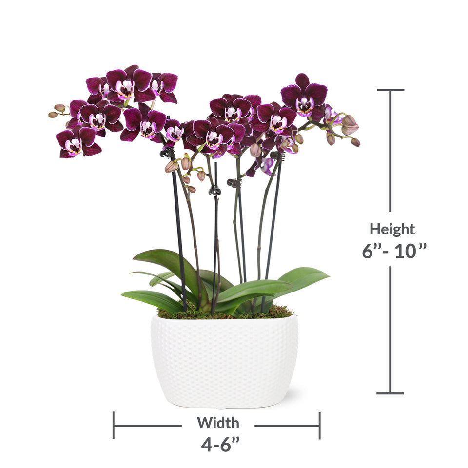 Mini Dark Purple Orchid in White Planter