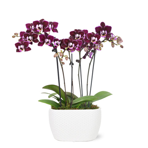 Mini Dark Purple Orchid in White Planter