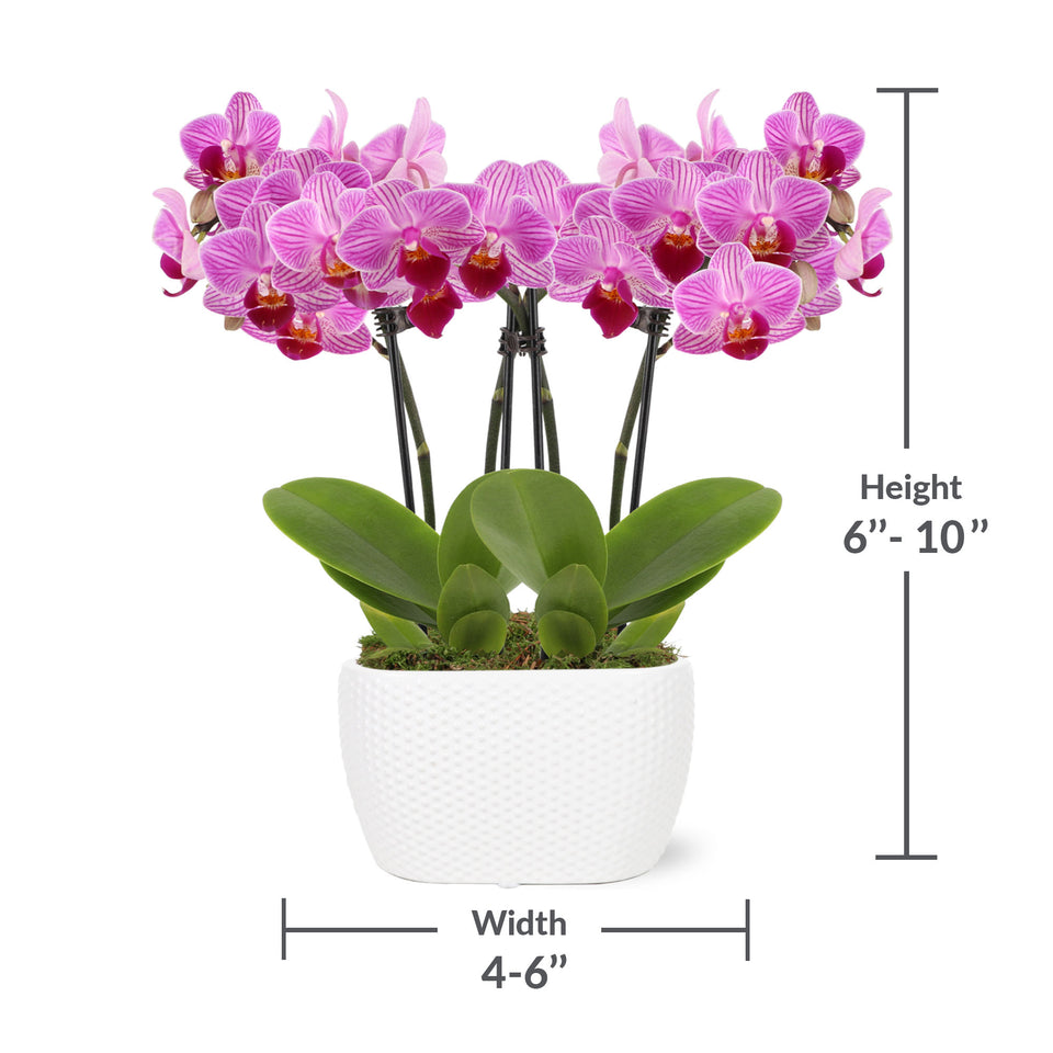 Mini Pink Orchid Planter in White Pot
