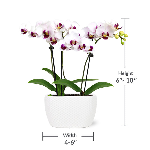 Mini White w/ Purple Orchid in Dotted White Planter – Just Add Ice®