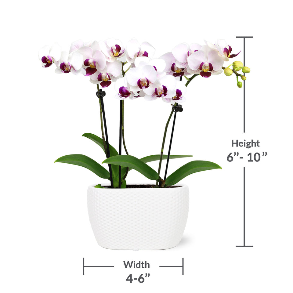 Mini White w/ Purple Orchid in Dotted White Planter