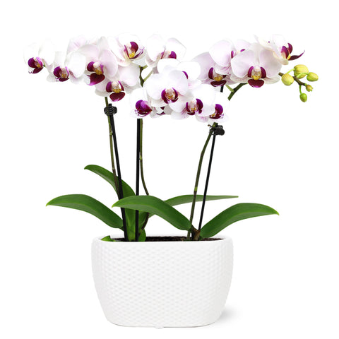 Mini White w/ Purple Orchid in Dotted White Planter