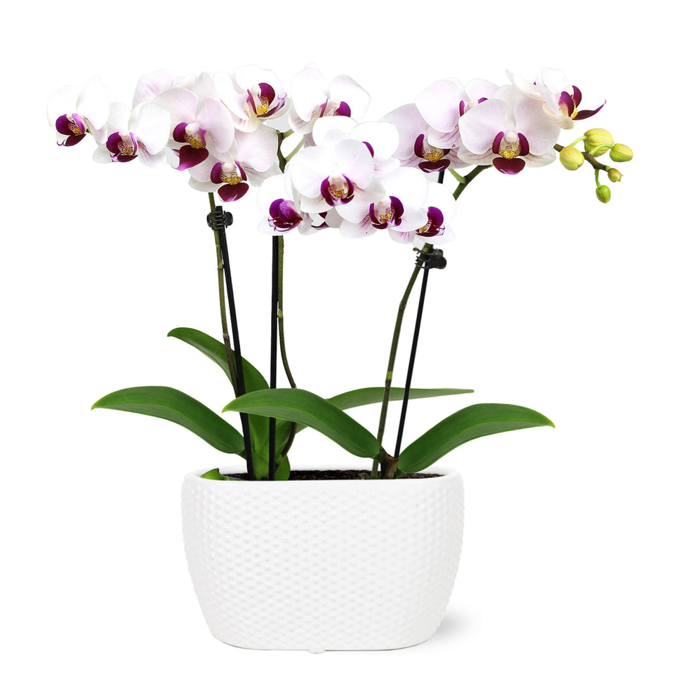 Mini White w/ Purple Orchid in Dotted White Planter