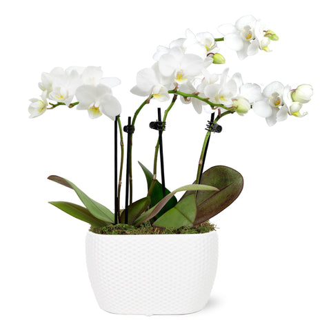 Mini White with Yellow Orchid in White Planter