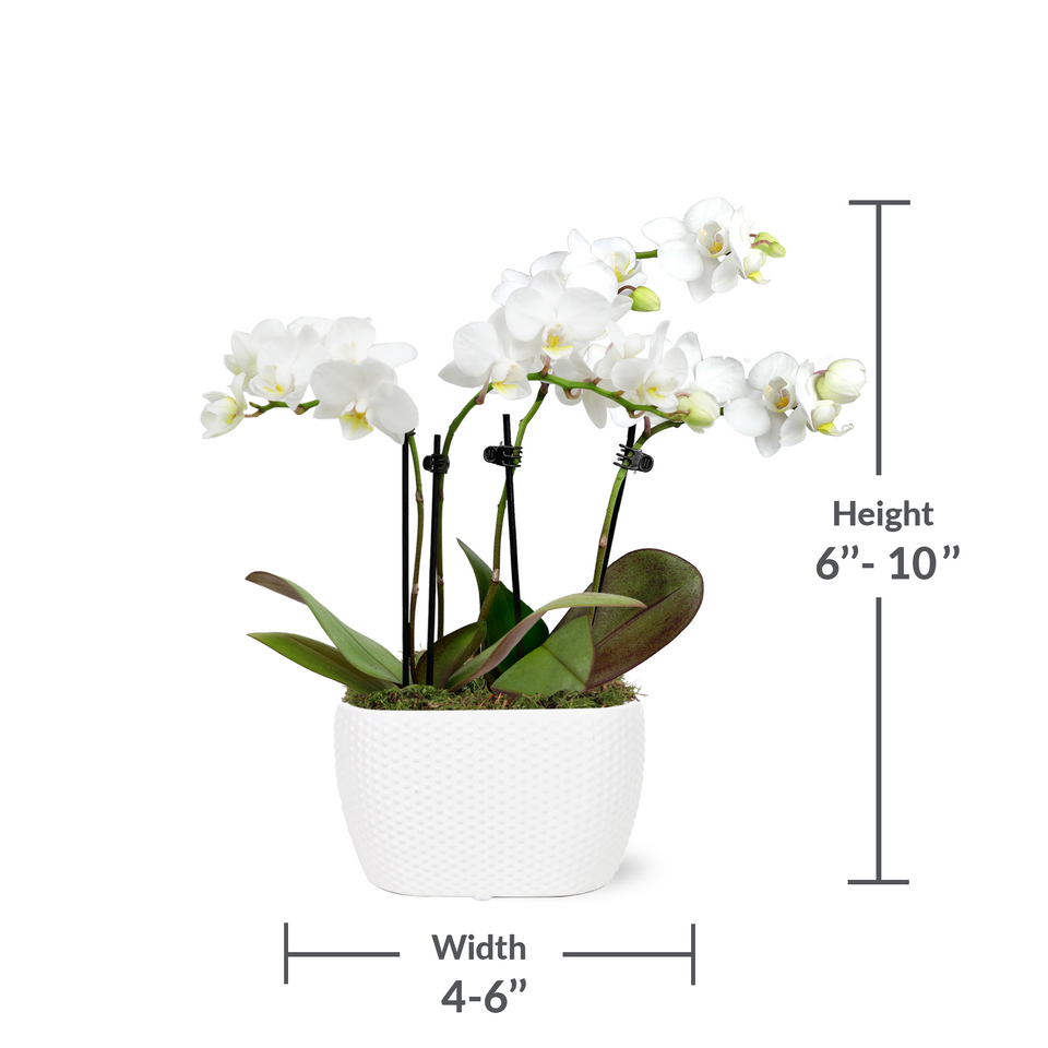 Mini White with Yellow Orchid in White Planter