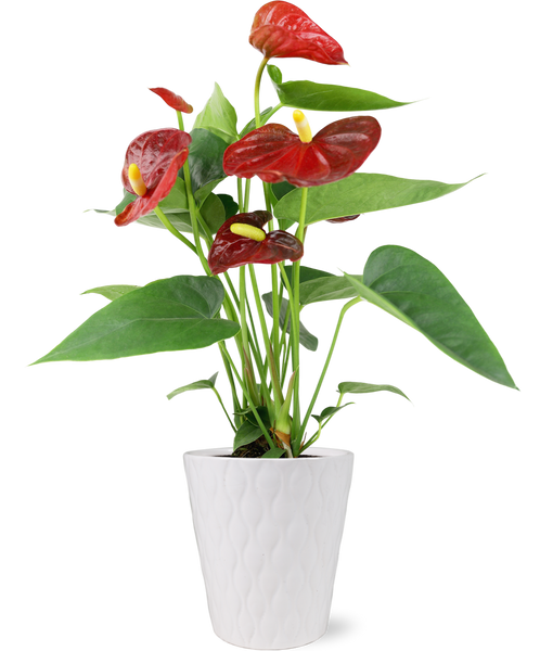 red leaf anthurium Shop For Red Anthurium Flamingo Flower in White Pot – Just Add Ice®
