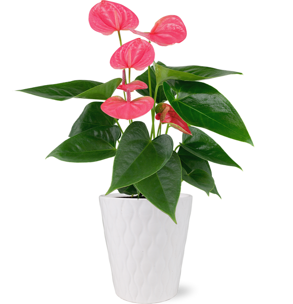 pink and white anthurium Shop For Pink Anthurium Flamingo Flower in White Pot – Just Add Ice®