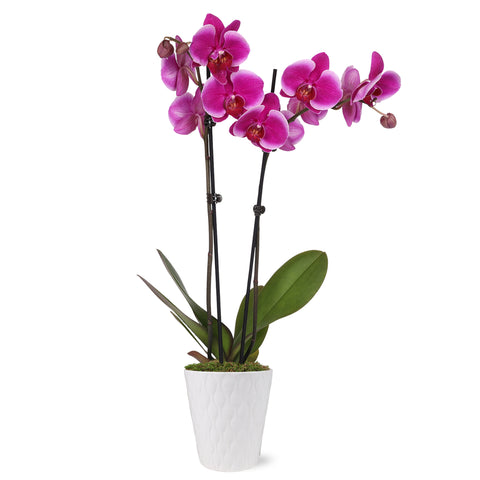 Premium Magenta Orchid in White Pot