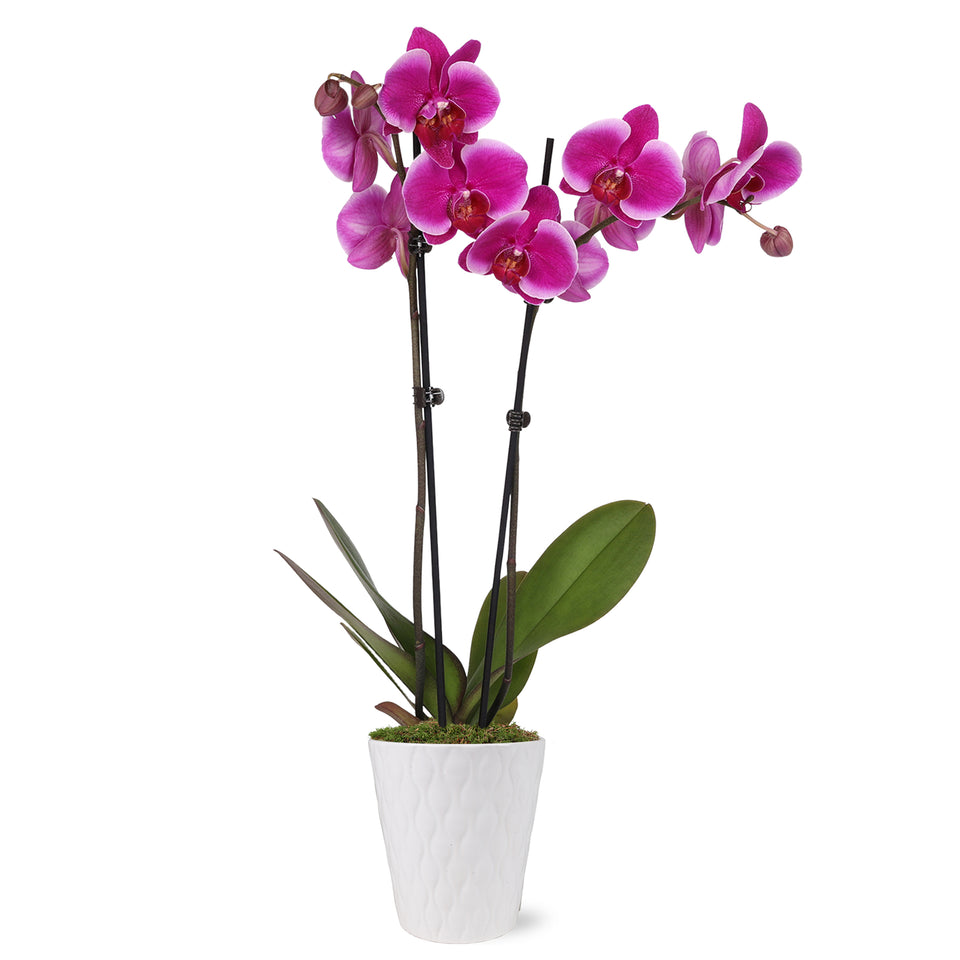 Premium Magenta Orchid in White Pot