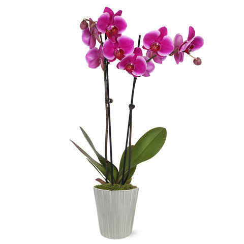 Premium Magenta Orchid in Grey Pot