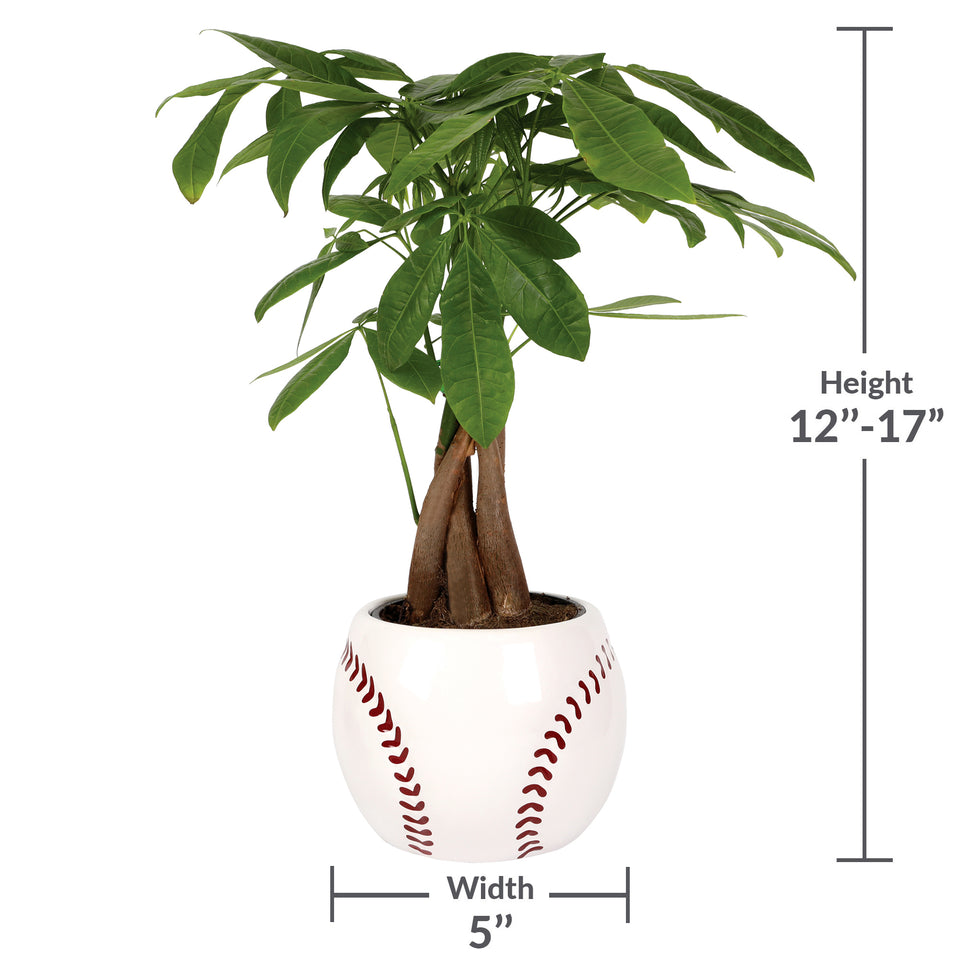 5IN Champ Money Tree (Baseball Planter)