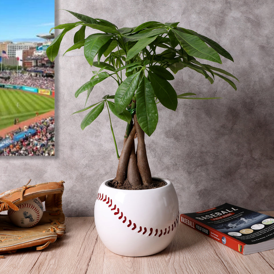 5IN Champ Money Tree (Baseball Planter)