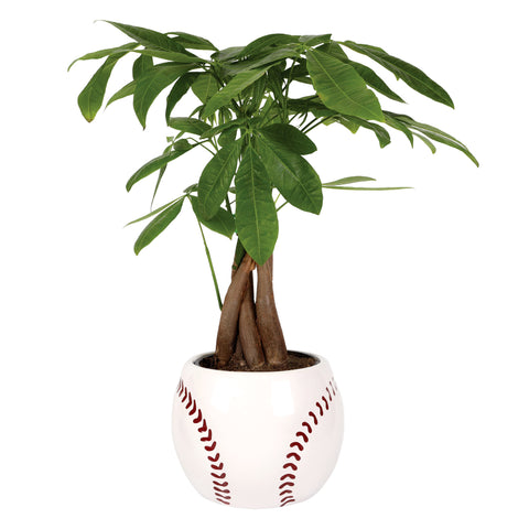 5IN Champ Money Tree (Baseball Planter)