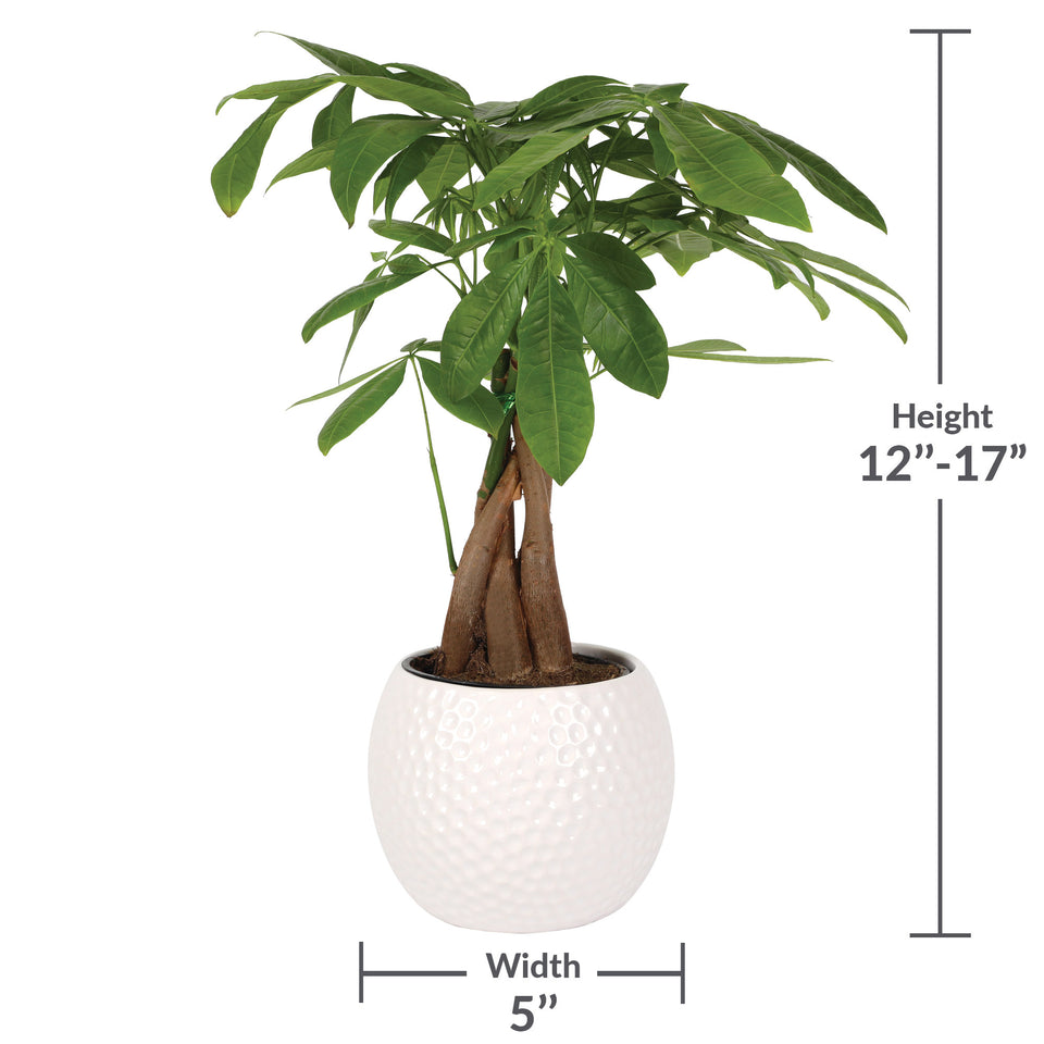 5IN Champ Money Tree (Golf Ball Planter)