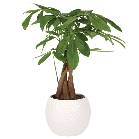5IN Champ Money Tree (Golf Ball Planter)